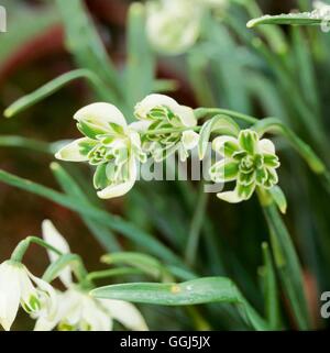 Galanthus nivalis - `Blewbury Tart'   BUL087478 Stock Photo